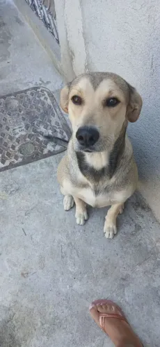 DOAÇÃO URGENTE  LINDO CACHORRO