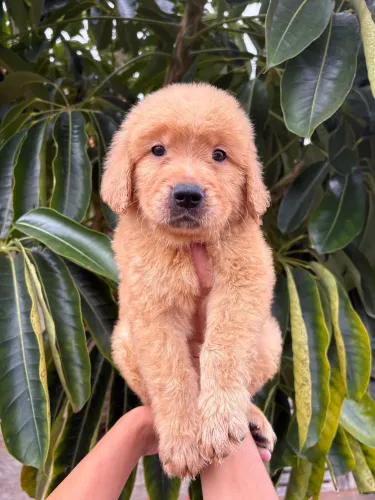 Golden retriever