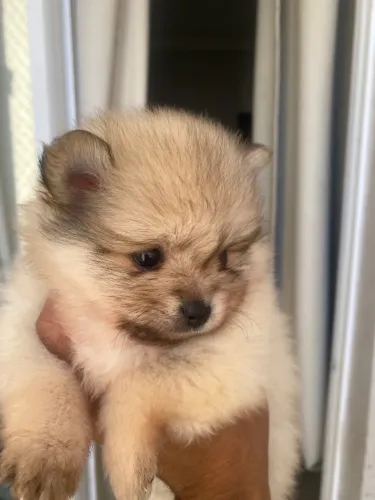 Lulu