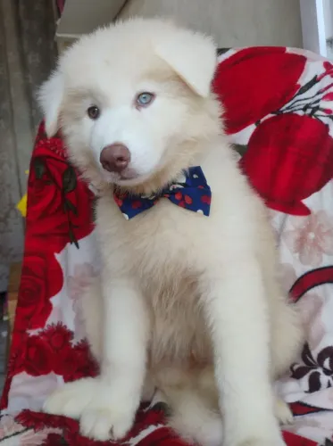 Husky Sibériano