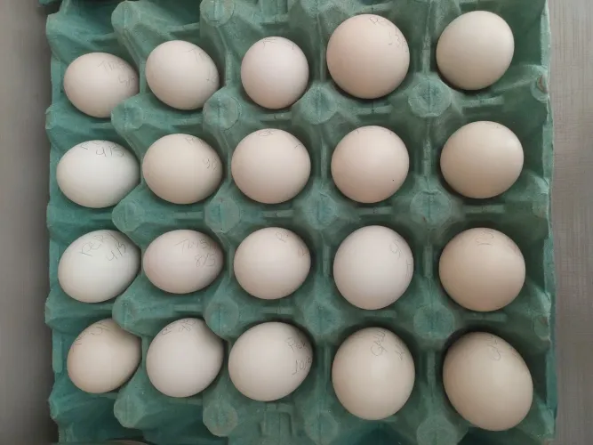 Ovos Férteis de Sedosa do Japão 