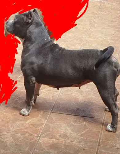 American Bully 