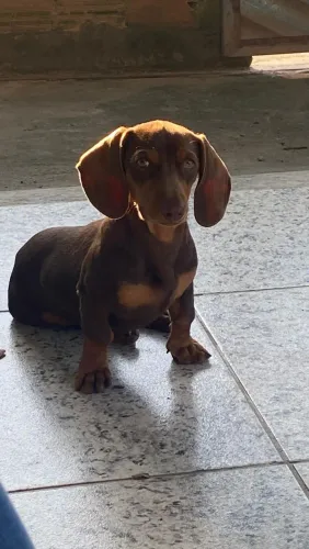 Basset dachshund miniatura