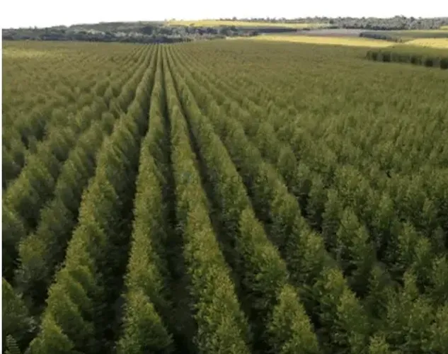 fazenda de 890 hectares de área total, com 350 hectares de floresta de teca impl