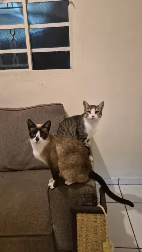 Adoção responsável 2 gatos