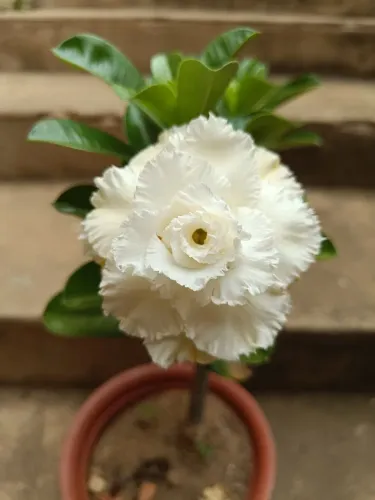 Rosa do deserto branca adulta tripla