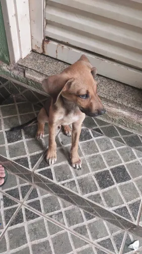 ADOÇÃO RESPONSÁVEL