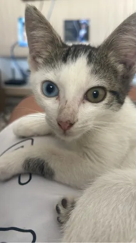 Adoção Filhote com Olhos Azul e Verde 