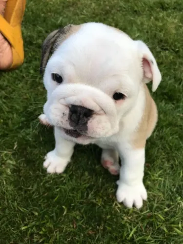 Bulldog Inglês,Bulldog Inglês Filhote Muito Amoroso e Dócil