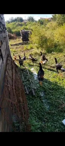 Galinha e Frango caipira , de quintal 