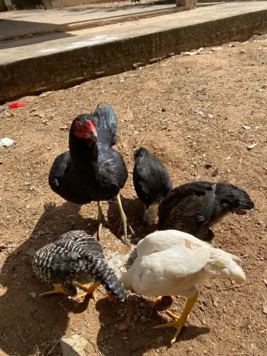 VENDO 1 GALINHA E 4 FRANGUINHOS