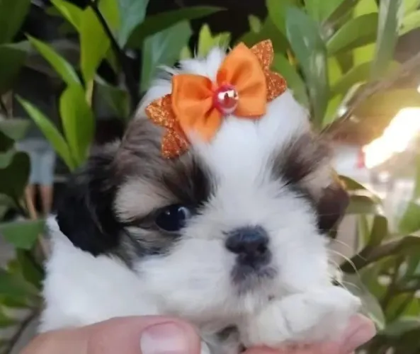 Lhasa Apso Filhotes lhasa apso mini legítimo cão da sorte do  Tibet !!