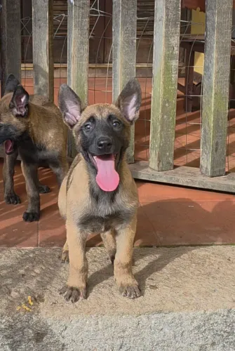 Pastor Belga Malinois fêmea