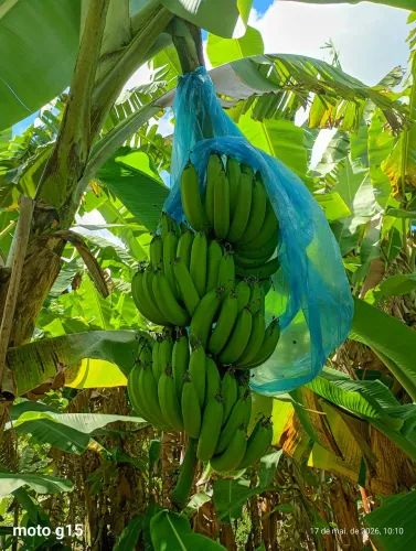 Mudas de banana nanicão prata