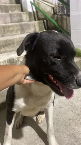 Doação labrador porte grande 