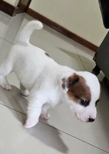Filhotes de  Russell Puros! Pais com Pedigree e Muita Alegria!
