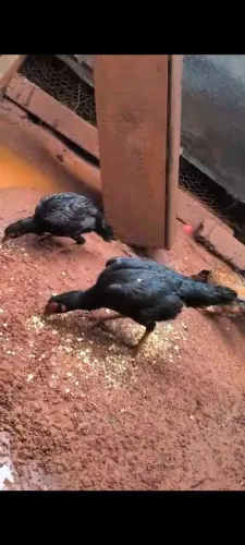 Vende galinhas caipiras