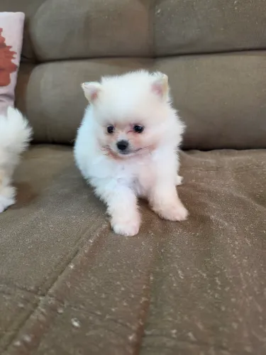 Spitz alemão anão Fêmea 