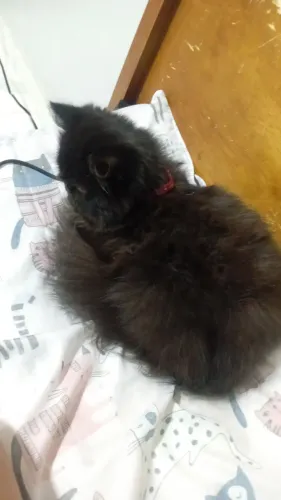 Vende-se gata persa 