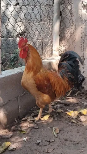 Galo caipira