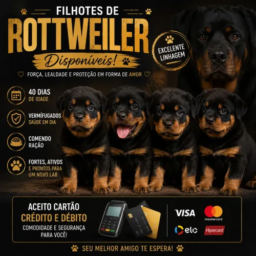 Filhotes de rottweiler puros! 