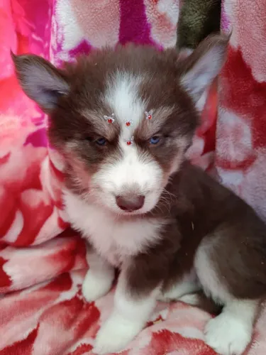 Lindos filhotes de husky siberiano