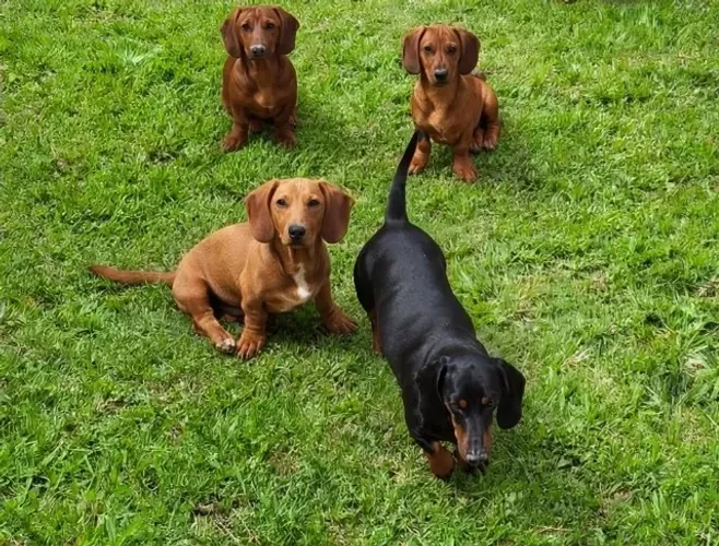 Filhotes de dachshund macho( salsicha)
