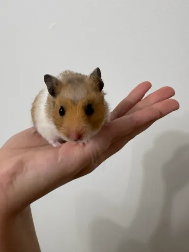 Hamster sírio 
