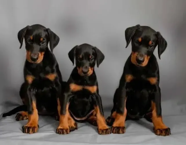 Doberman Garantia e Suporte