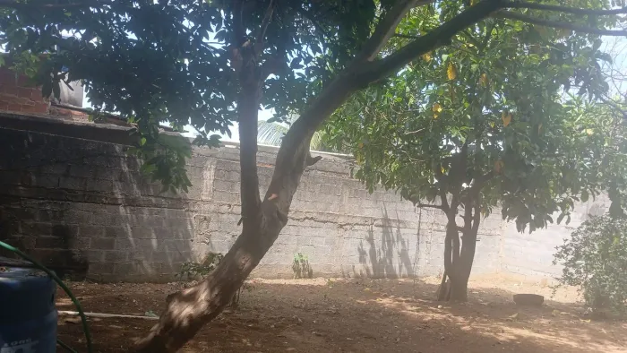 Lote grande com plantas 1 cômodo lateral