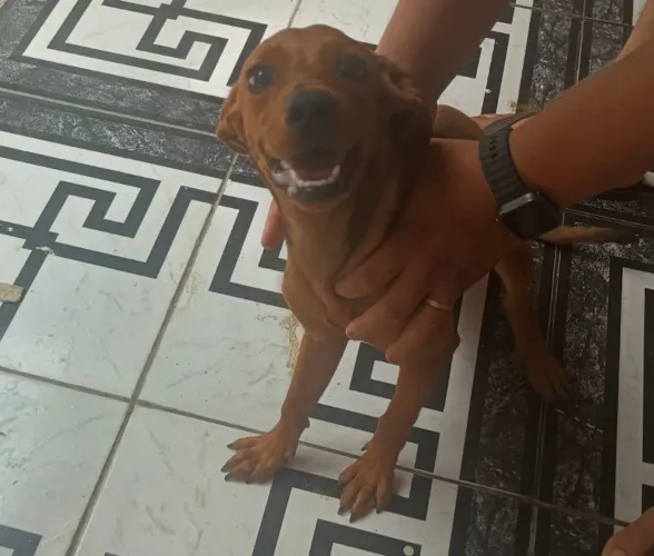 Doação de Cachorrinhas 