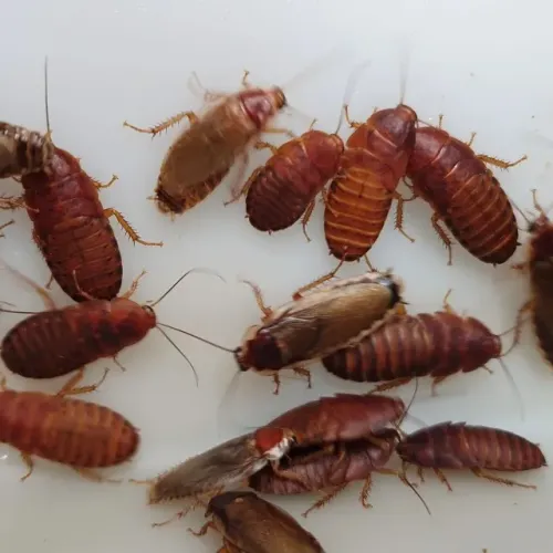 barata Blabelus, Palida, Red Runner, Cinéria, mandagascar, dubia