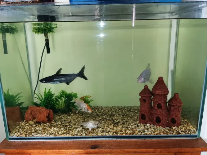 Aquário de vidro para peixes