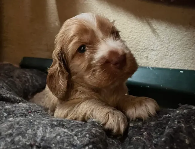 Cocker Spaniel Inglês Disponível 