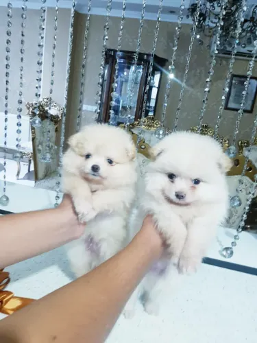 Spitz alemão Esse dog veio para colorir seus dias