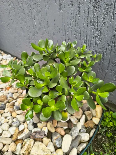 Planta Jade