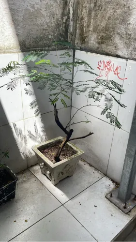 Plantas e bonsai