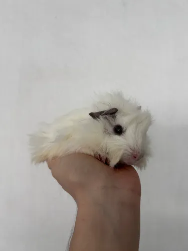 Porquinho da índia 