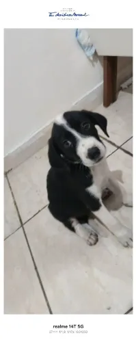 Cachorro para doação