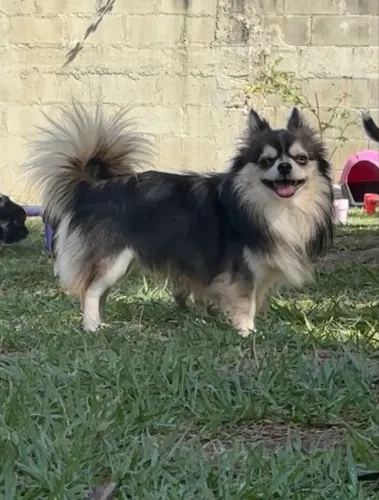 Chihuhaua Adulto Marcação Husky 