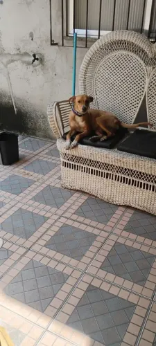 Doa - se cadela