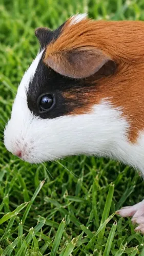 Porquinho da índia fêmea 