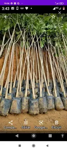 Mudas de árvores nativas e exoticas