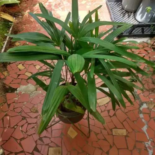 Jardinagem, venda de plantas, e mudas...