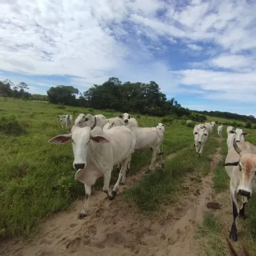 195 alqueires fazenda pronta no Pará por 11 milhões de reais