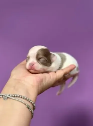 Chihuahua Fêmea Palha: Beleza e Carinho ao Seu Lado!