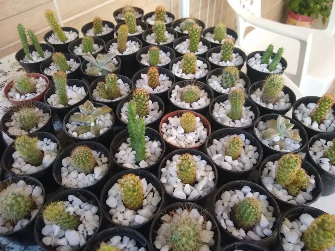 PROMOÇÃO R$2,50 mini cactos p/ lembrancinha, a partir de 30 unidades.