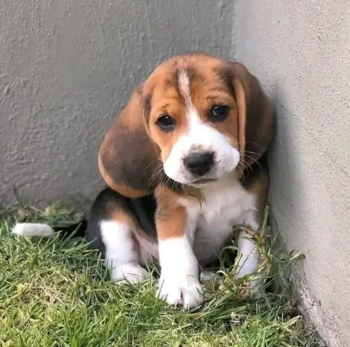 Filhotes de Beagle | Cheio de charme e alegria!