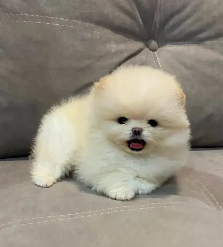 Cachorro Lulu da Pomerania companheiro fiel