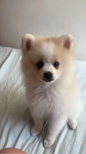 Lulu da Pomerânia 